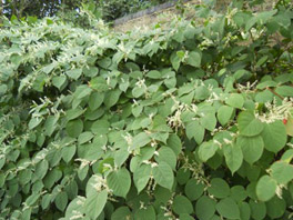 Japanese Knotweed