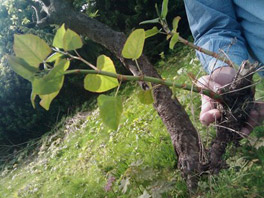 Japanese Knotweed