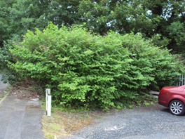 Japanese Knotweed